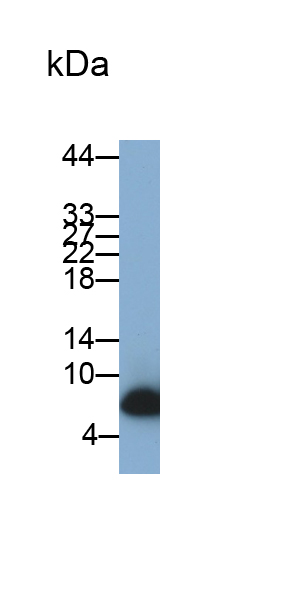 Monoclonal Antibody to Histatin 3 (HTN3)