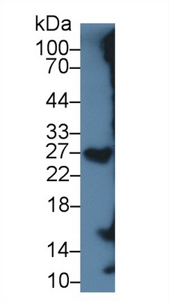 Monoclonal Antibody to Serglycin (SRGN)