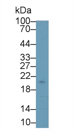 Monoclonal Antibody to Stanniocalcin 1 (STC1)