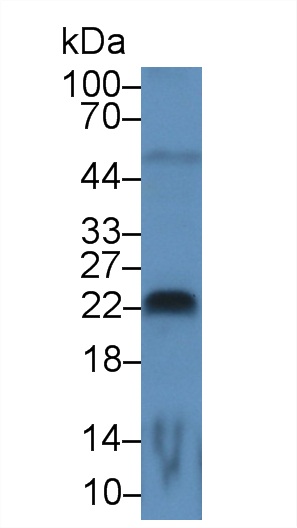 Monoclonal Antibody to Fibroblast Growth Factor 13 (FGF13)