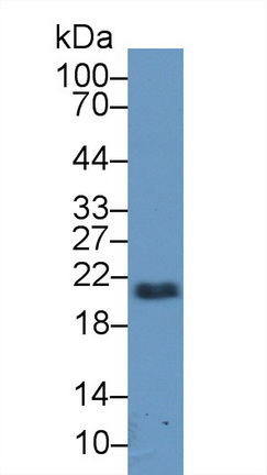 Monoclonal Antibody to Fibroblast Growth Factor 13 (FGF13)