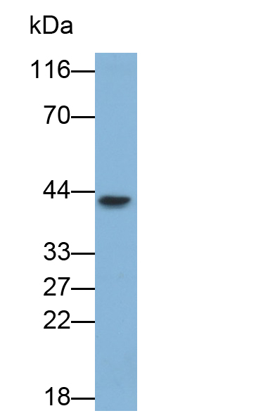 Monoclonal Antibody to Fibroblast Growth Factor 13 (FGF13)