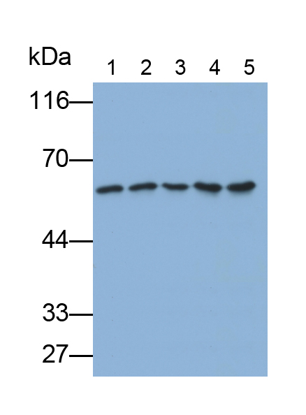 Monoclonal Antibody to Carcinoembryonic Antigen Related Cell Adhesion Molecule 1 (CEACAM1)