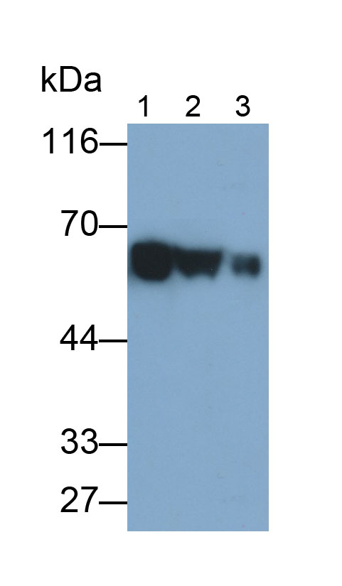 Monoclonal Antibody to Carcinoembryonic Antigen Related Cell Adhesion Molecule 1 (CEACAM1)