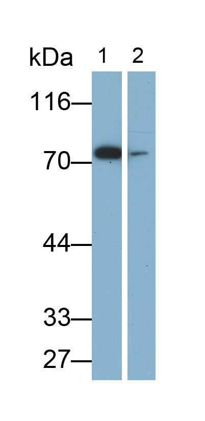 Monoclonal Antibody to Heat Shock 70kDa Protein 2 (HSPA2)