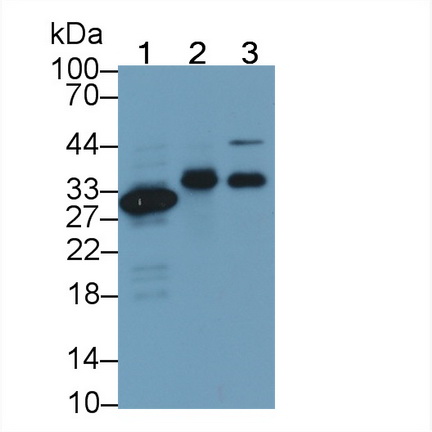 Monoclonal Antibody to Carbonic Anhydrase IV (CA4)