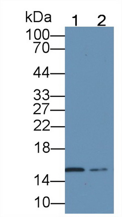 Monoclonal Antibody to Hemoglobin Alpha 1 (HBa1)