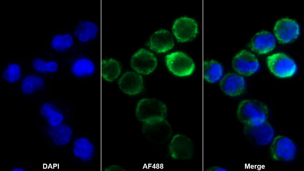 Monoclonal Antibody to Hemoglobin Beta (HBb)