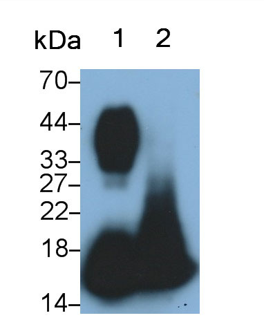 Monoclonal Antibody to Ribonuclease A2 (RNASE2)