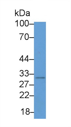 Monoclonal Antibody to Syntenin 2 (ST2)