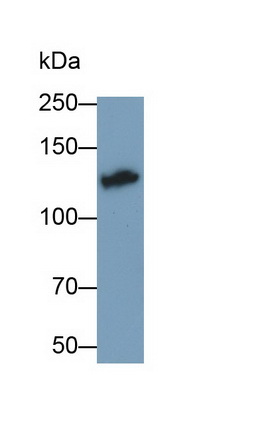 Monoclonal Antibody to Sucrase Isomaltase (SI)