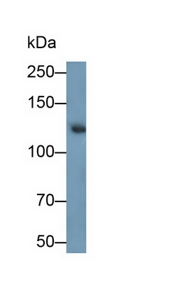 Monoclonal Antibody to Sucrase Isomaltase (SI)