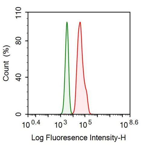 Monoclonal Antibody to Sequestosome 1 (SQSTM1)