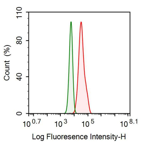 Monoclonal Antibody to Sequestosome 1 (SQSTM1)