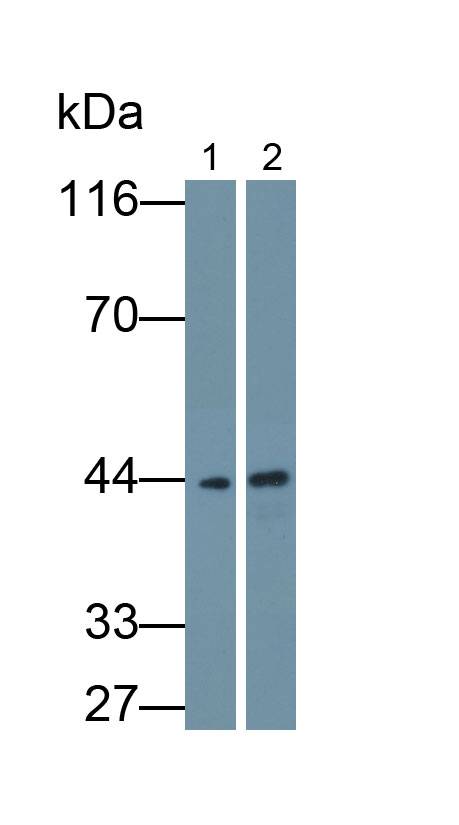 Monoclonal Antibody to Casein Kinase 1 Delta (CSNK1d)