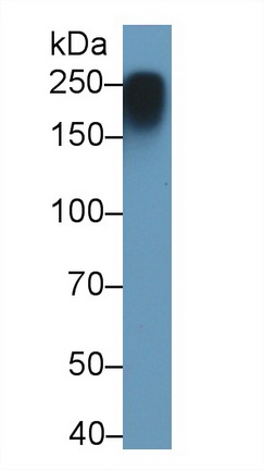 Monoclonal Antibody to Myosin Heavy Chain 4, Skeletal Muscle (MYH4)