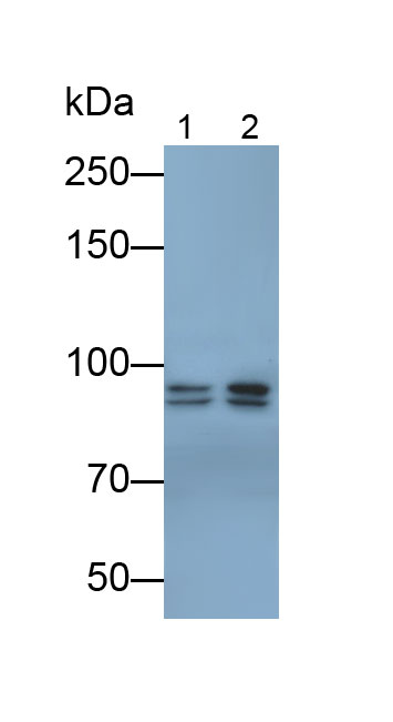 Monoclonal Antibody to Aryl Hydrocarbon Receptor Nuclear Translocator (ARNT)