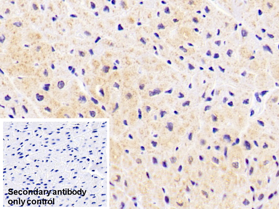 Monoclonal Antibody to Aspartate Aminotransferase 2 (AST2)