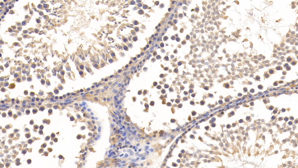 Monoclonal Antibody to Relaxin 3 (RLN3)