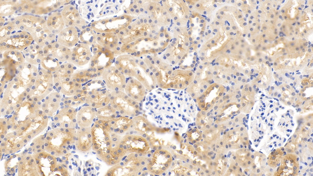 Monoclonal Antibody to Relaxin 3 (RLN3)