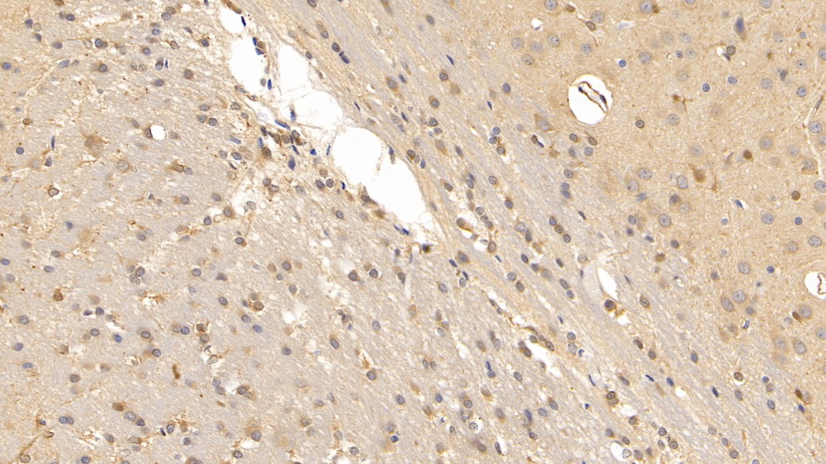 Monoclonal Antibody to Relaxin 3 (RLN3)