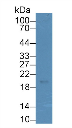 Monoclonal Antibody to Relaxin 3 (RLN3)