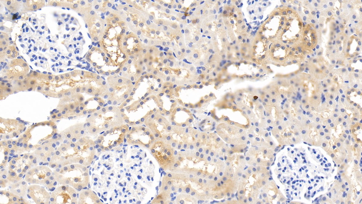 Monoclonal Antibody to Relaxin 3 (RLN3)