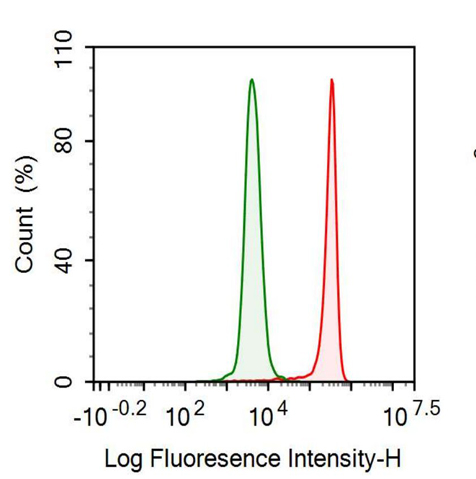 Monoclonal Antibody to Neurofilament, Light Polypeptide (NEFL)