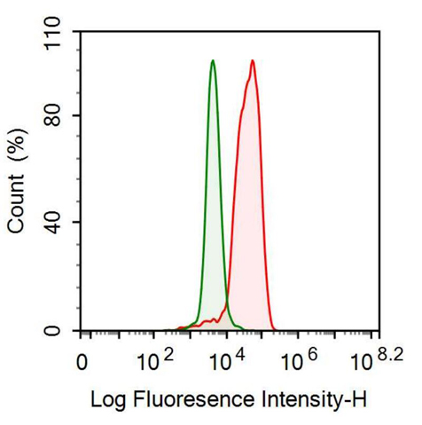 Monoclonal Antibody to Neurofilament, Light Polypeptide (NEFL)