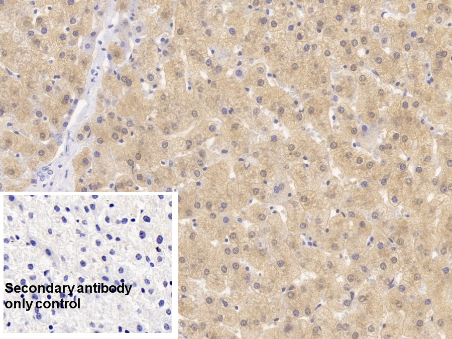 Monoclonal Antibody to 4-Hydroxyphenylpyruvate Dioxygenase (HPD)