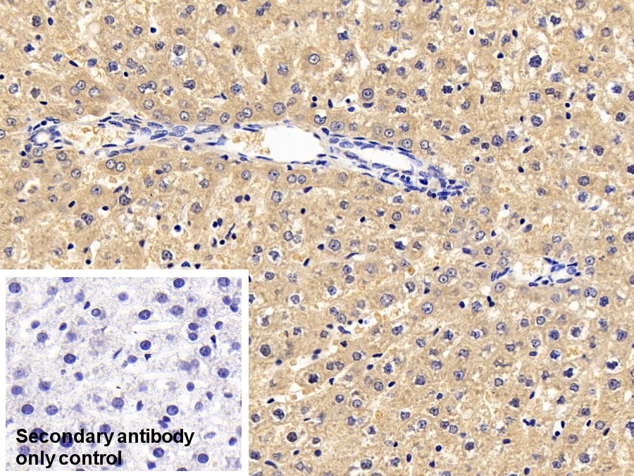 Monoclonal Antibody to 4-Hydroxyphenylpyruvate Dioxygenase (HPD)