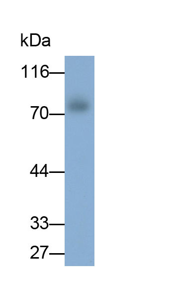 Monoclonal Antibody to Sodium/Glucose Cotransporter 1 (SGLT1)