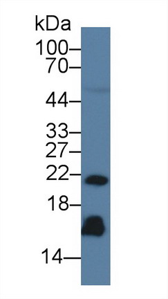 Monoclonal Antibody to Regenerating Islet Derived Protein 3 Gamma (REG3g)