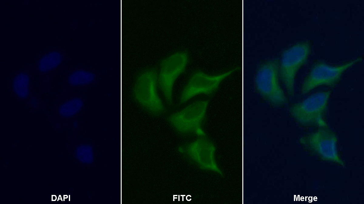 Monoclonal Antibody to Karyopherin Alpha 2 (KPNa2)