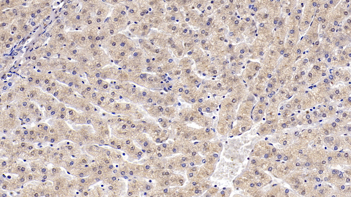 Monoclonal Antibody to Karyopherin Alpha 2 (KPNa2)