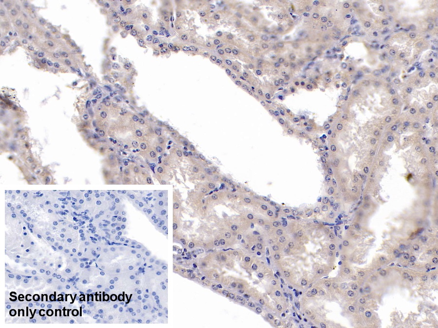 Monoclonal Antibody to Karyopherin Alpha 2 (KPNa2)