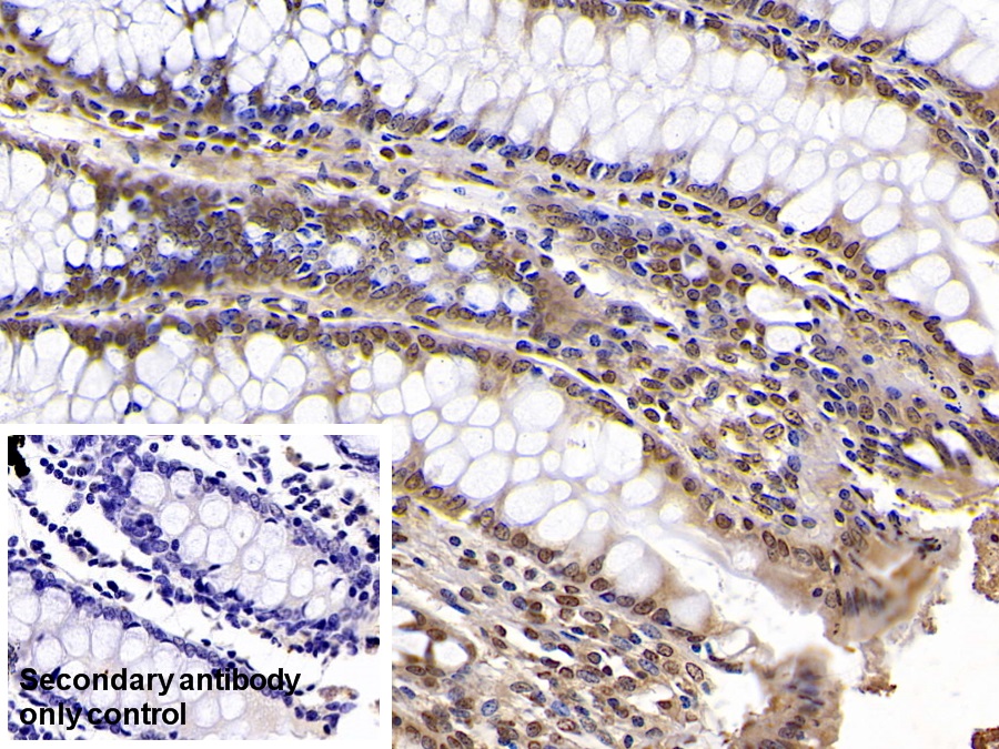 Monoclonal Antibody to Karyopherin Alpha 2 (KPNa2)