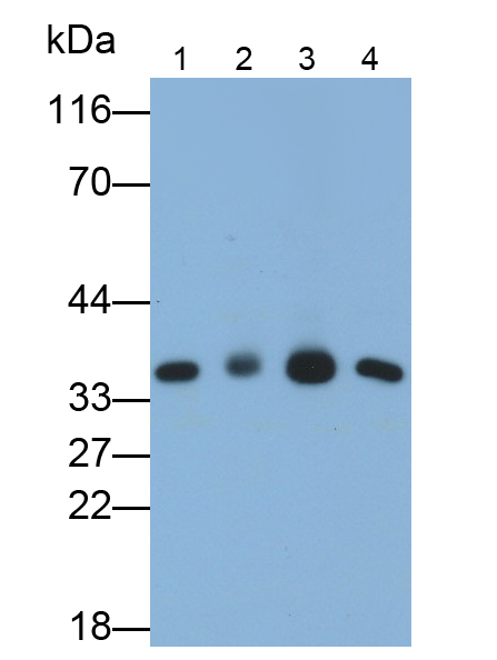 Monoclonal Antibody to Annexin A4 (ANXA4)