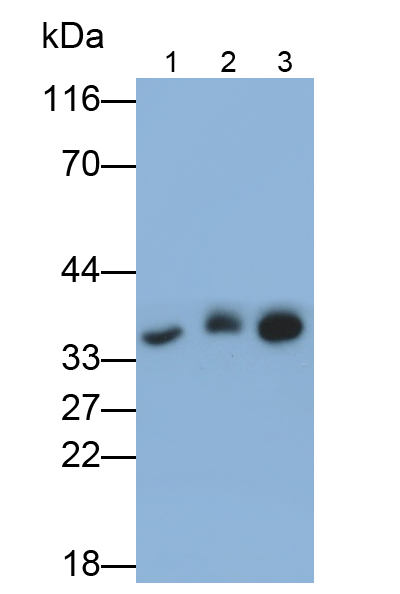 Monoclonal Antibody to Annexin A4 (ANXA4)