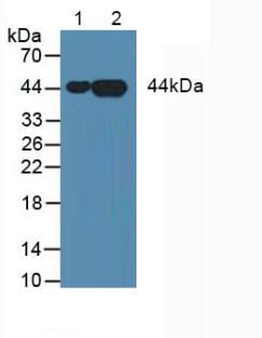 Monoclonal Antibody to Annexin A3 (ANXA3)