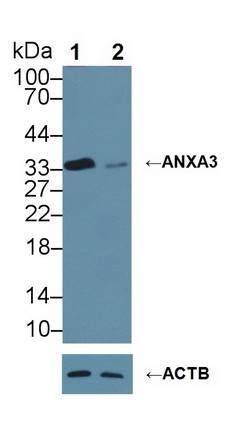 Monoclonal Antibody to Annexin A3 (ANXA3)