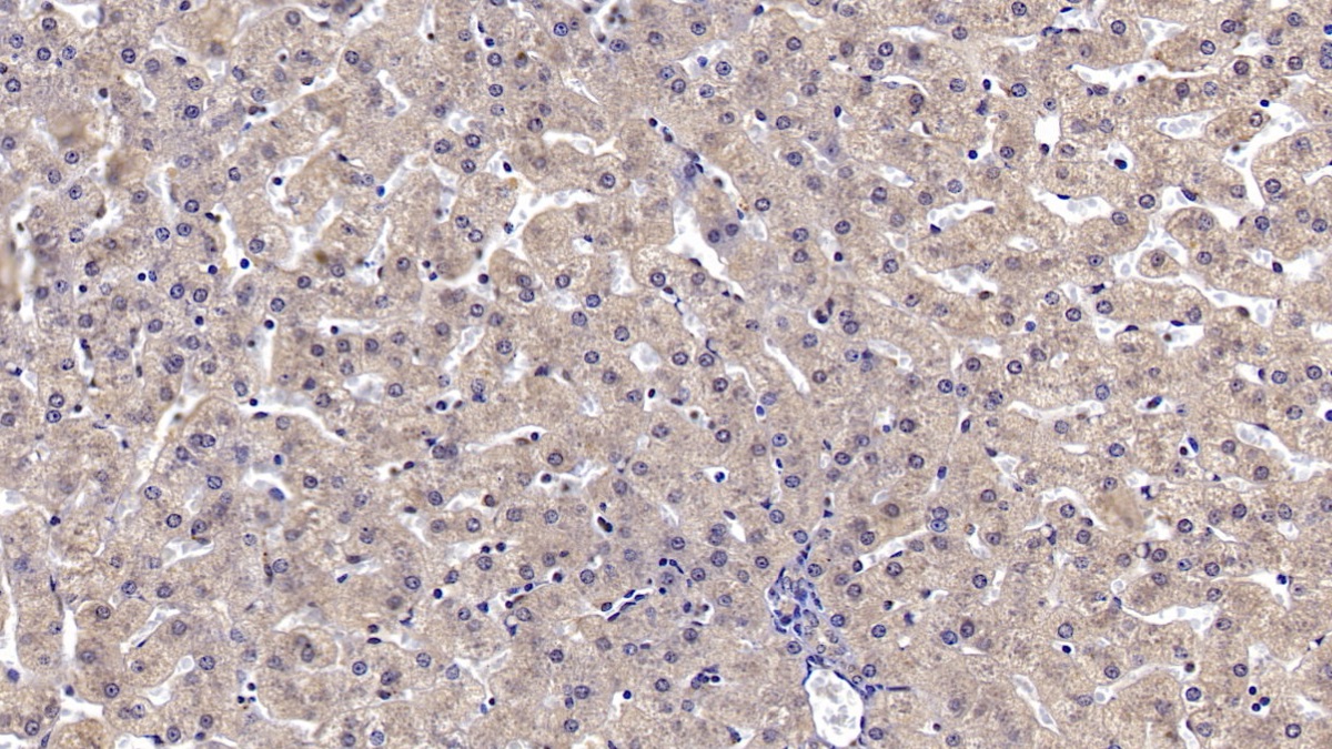 Monoclonal Antibody to Annexin A3 (ANXA3)