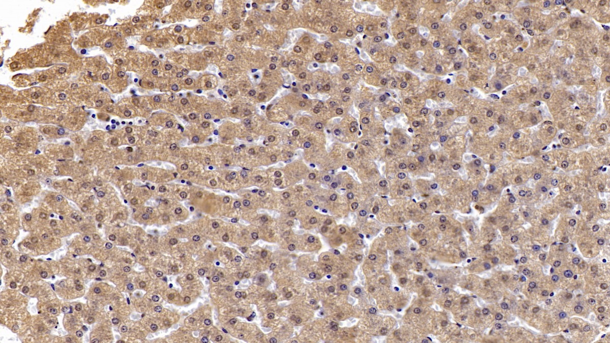 Monoclonal Antibody to Annexin A3 (ANXA3)