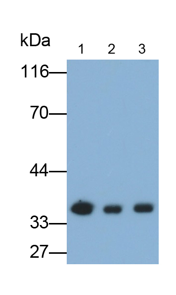 Monoclonal Antibody to Annexin A3 (ANXA3)