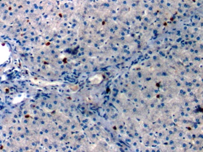 Monoclonal Antibody to Annexin A1 (ANXA1)