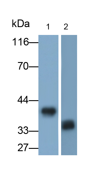 Monoclonal Antibody to Annexin A1 (ANXA1)