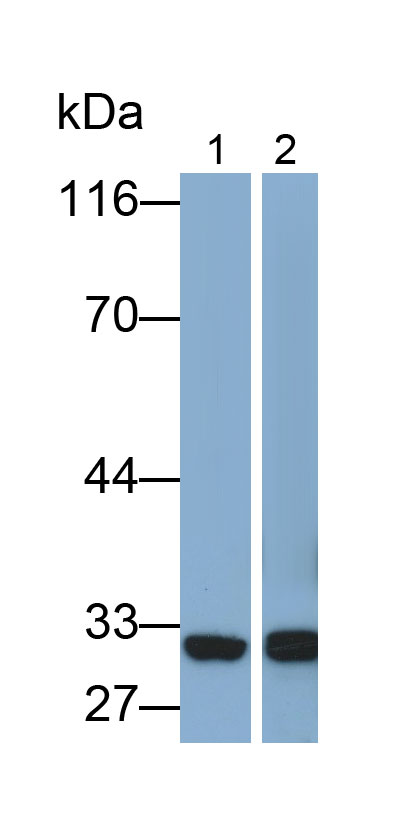 Monoclonal Antibody to Annexin A1 (ANXA1)