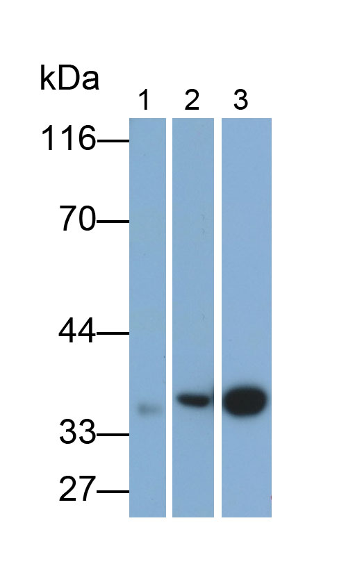 Monoclonal Antibody to Annexin A1 (ANXA1)