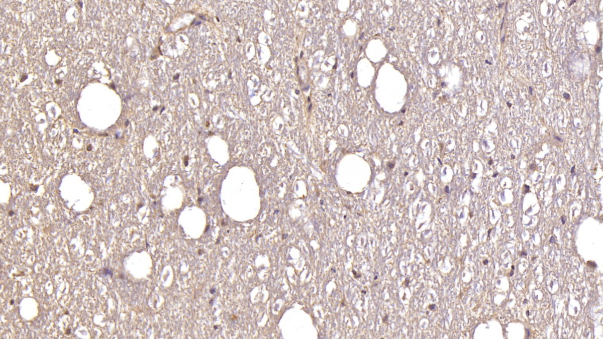 Monoclonal Antibody to Glutamate Receptor, Ionotropic, AMPA 2 (GRIA2)