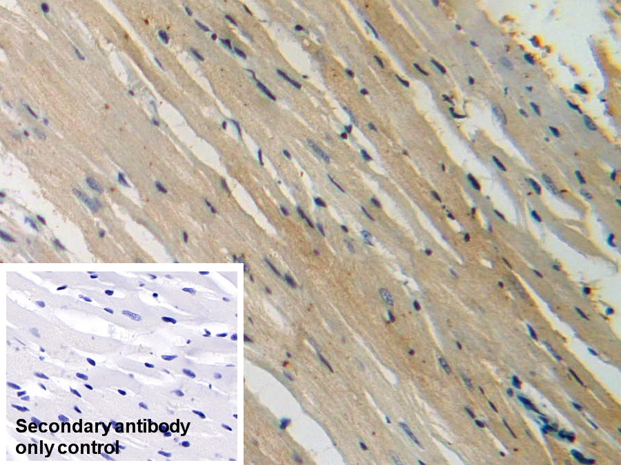 Monoclonal Antibody to Heat Shock Protein Beta 6 (HSPb6)